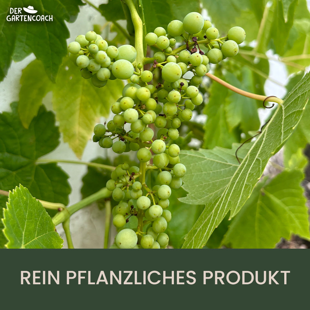 Bodenaktivator 2,5kg - Gartencoach