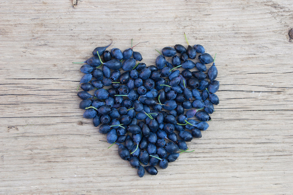 
                  
                    4-Monats-Heidelbeere 'Lucky Berry'® - blau
                  
                