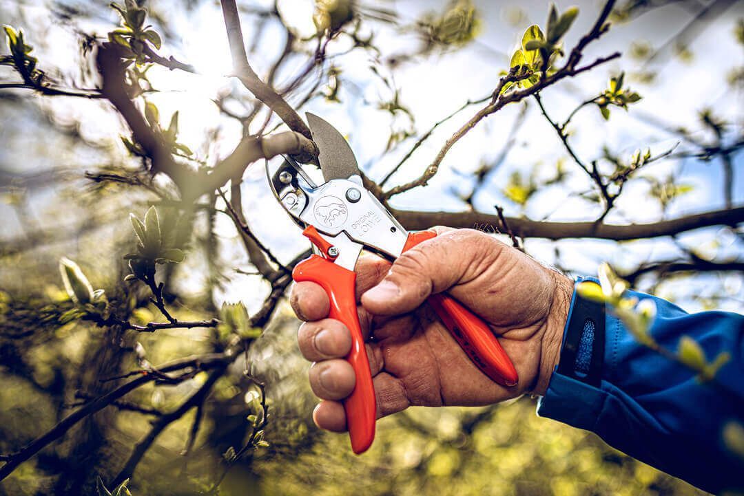 Original LÖWE 1 schneidet einen Zweig am austreibenden Obstbaum