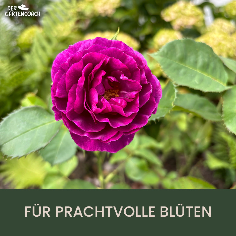 Gartencoach Rosendünger 5 kg – Nährstoffe für gesunde Rosen & langanha –  Der Gartencoach