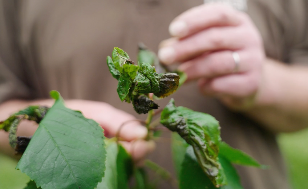 Blattläuse im Garten: Gefahr für Deine Pflanzen oder halb so wild?