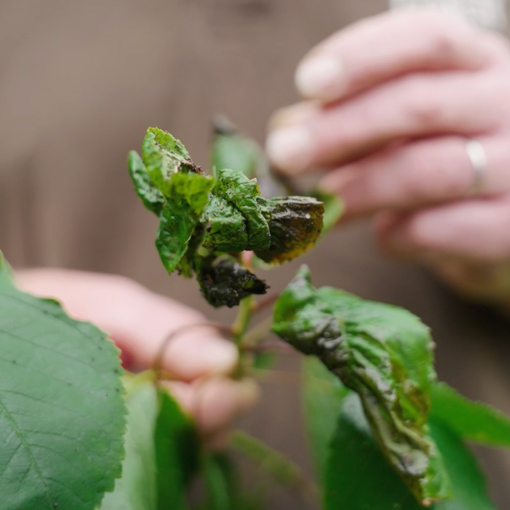 Blattläuse im Garten: Gefahr für Deine Pflanzen oder halb so wild?