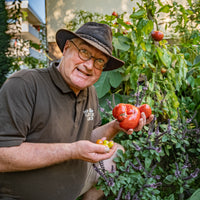Die perfekte Tomate - Tomaten richtig anbauen im Garten und auf dem Balkon