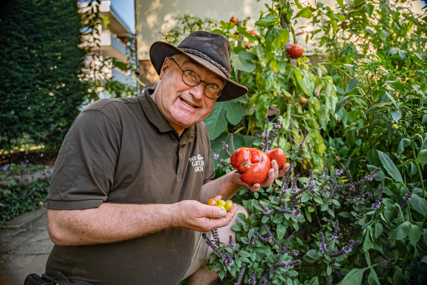 Die perfekte Tomate - Tomaten richtig anbauen im Garten und auf dem Balkon