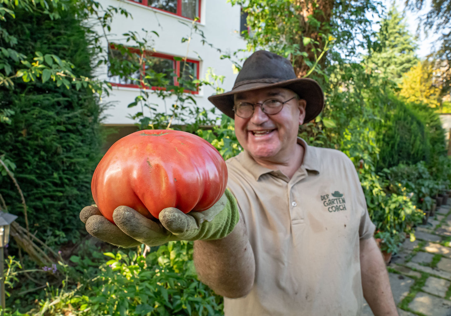 Erntekiller Krautfäule - So schützt du deine Tomaten vor dem Regen