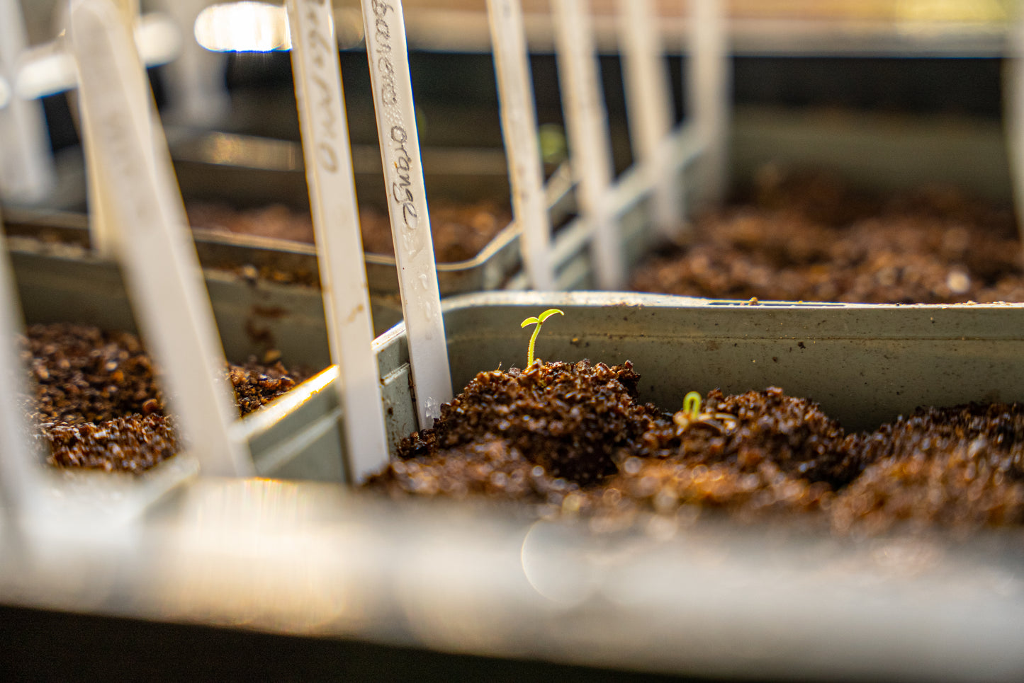 Gemüse Anzucht im Frühjahr - So säst du im Februar & März aus