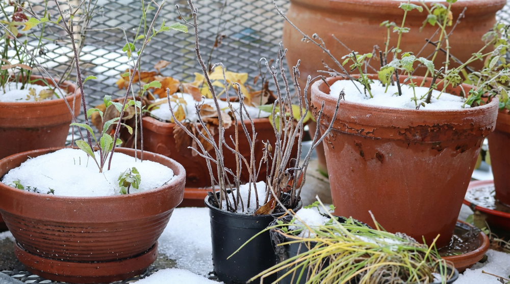 Erfrorene Topfpflanzen