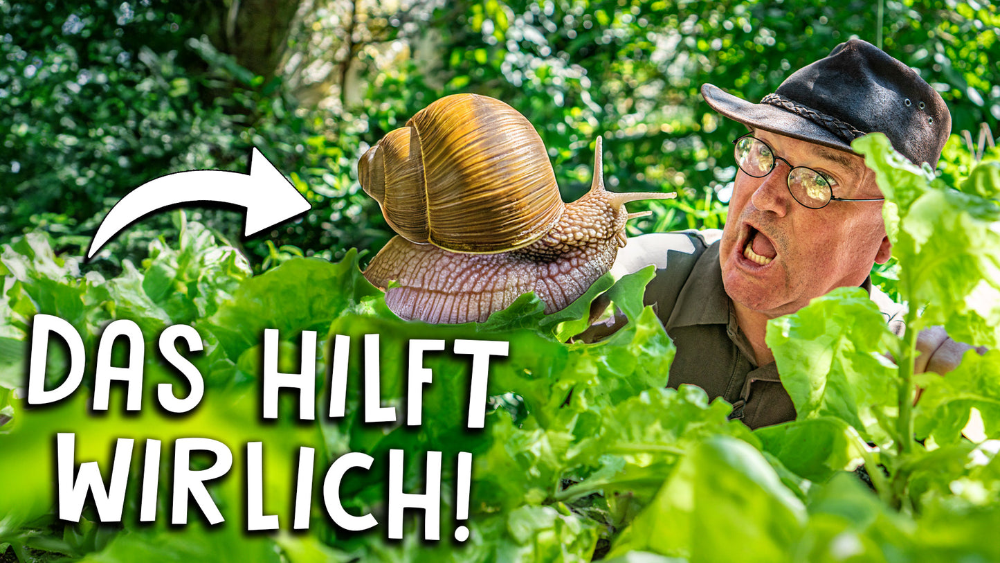 Schnecken im Garten bekämpfen - Diese Methoden helfen wirklich!