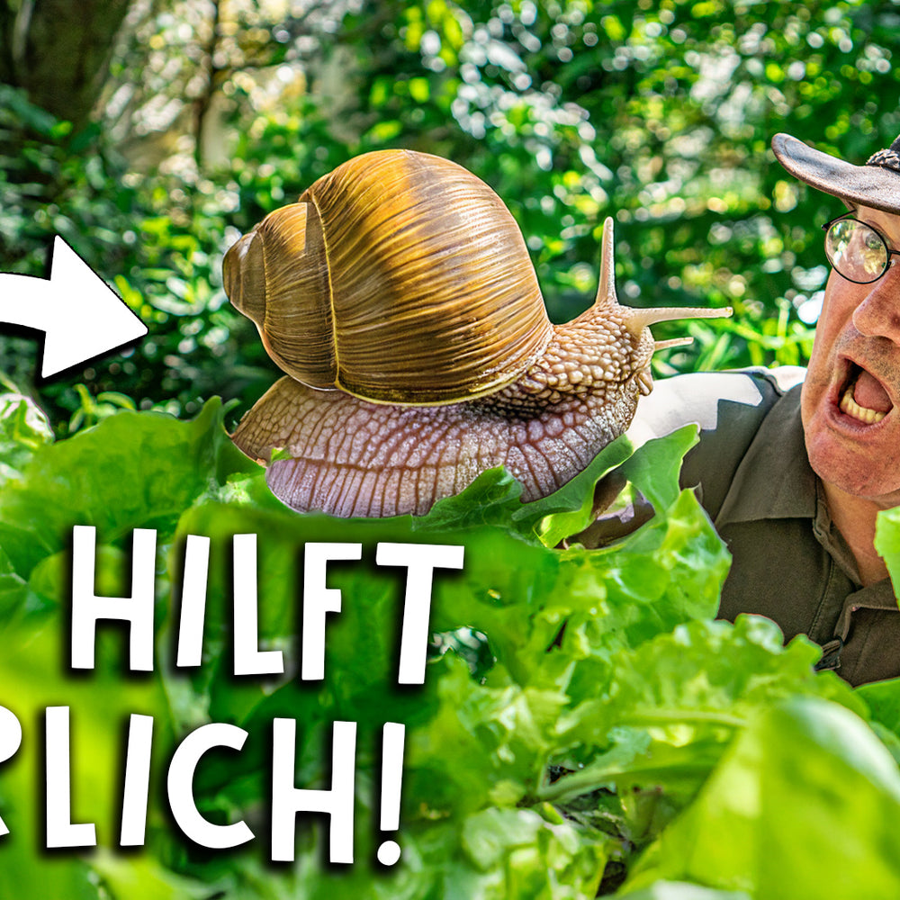 Mandarinen Schnecken - Rezepte Suchen Mandarinen Schnecken - Rezepte Suchen