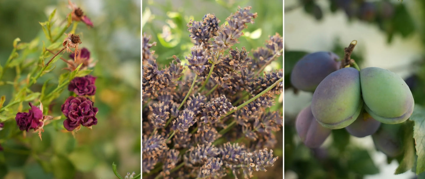 Gartenarbeiten im Hochsommer  - Diese Aufgaben sind jetzt ein MUSS!