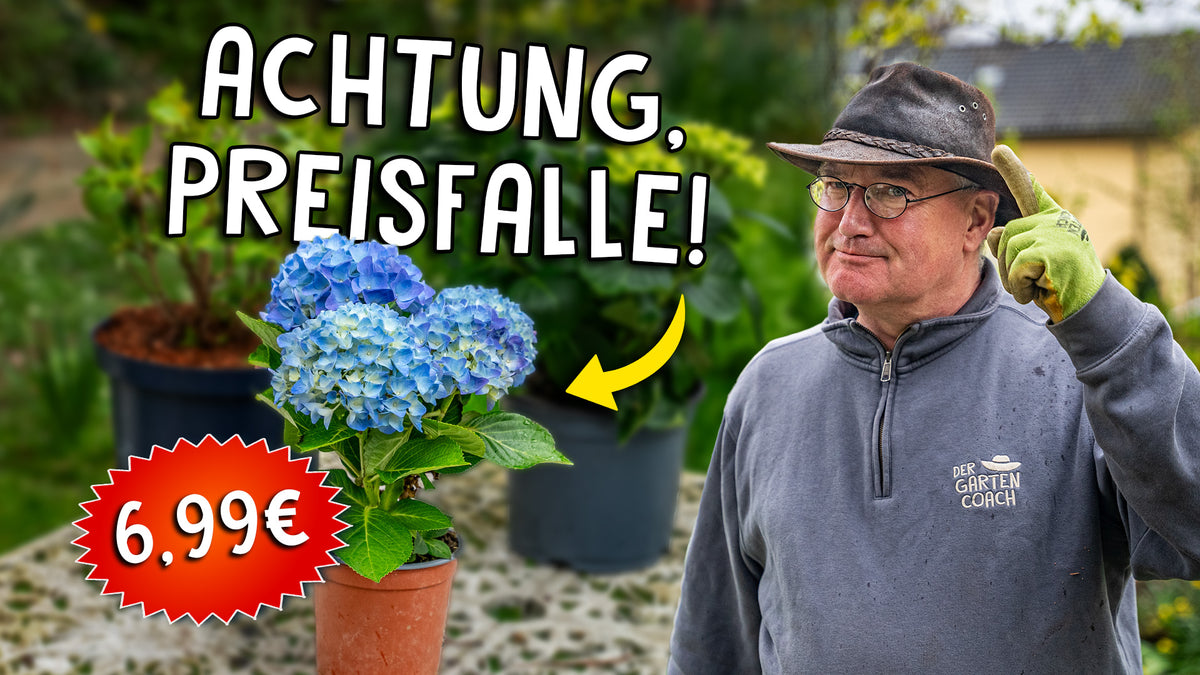 Ist billig auch günstig? So findest du die perfekte Pflanze Der