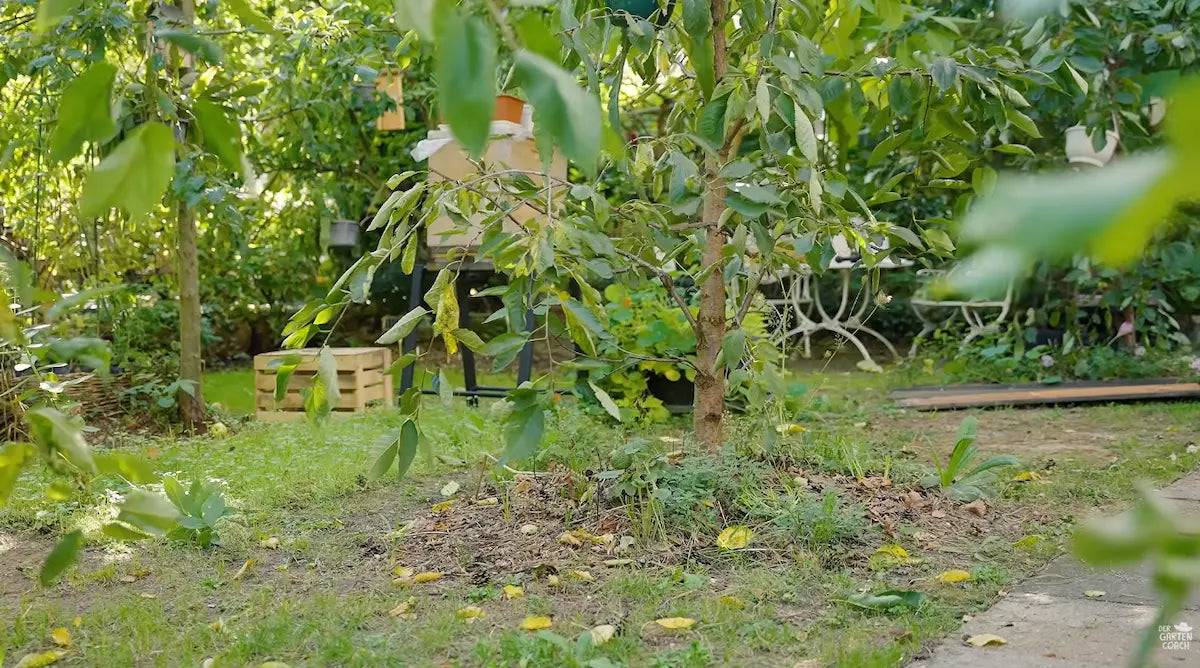 Problemzone im Garten: kahle, verdichtete Erde unter einem Baum
