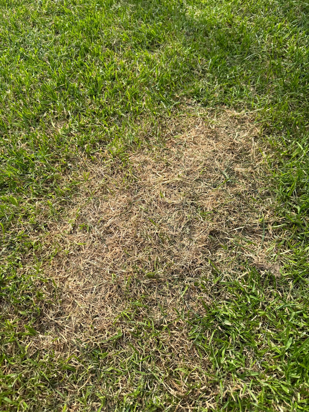 Überdüngung & Brandflecken im Rasen