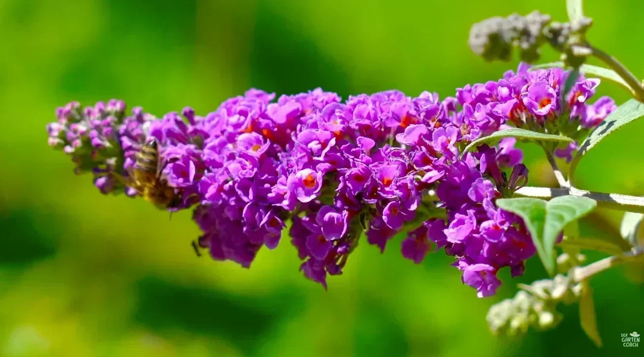 Invasive Gartenpflanzen: 6 Arten in der Kritik