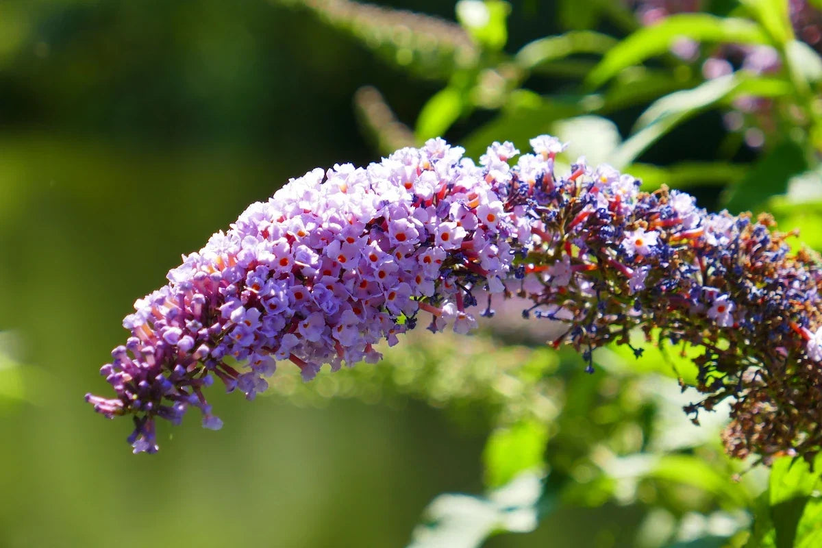 Invasive Gartenpflanzen: 6 Arten in der Kritik