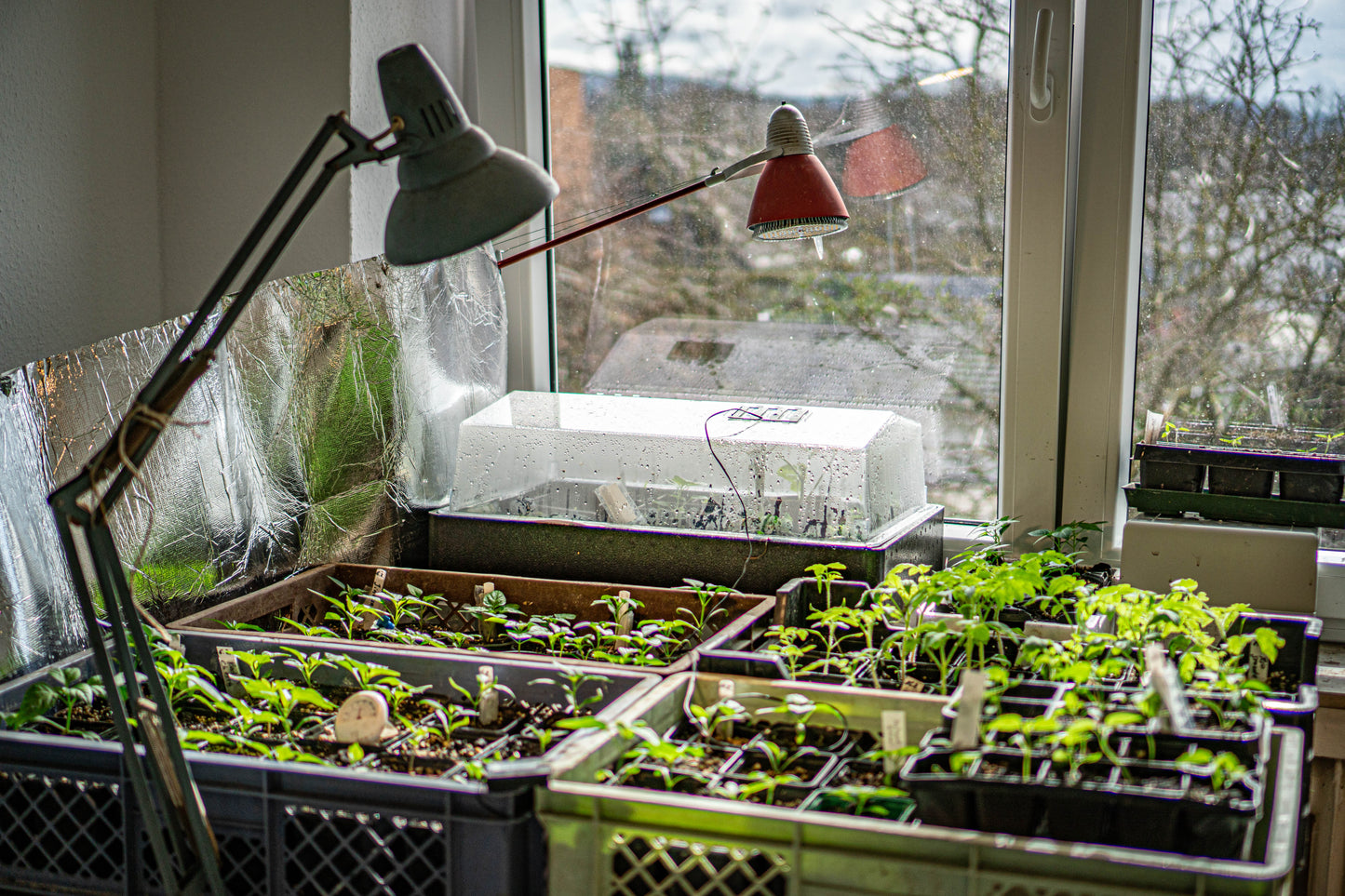 Anzucht: Gemüse Setzlinge unter eine Pflanzlampe auf einer Fensterbank.