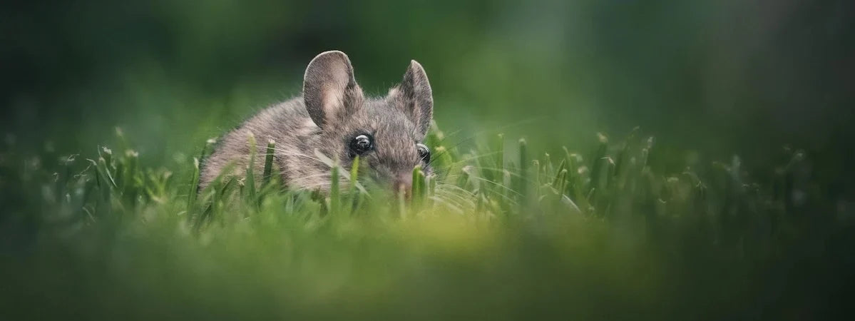 Wühlmaus bekämpfen im Garten: natürlich vertreiben ohne Fallen & Gift