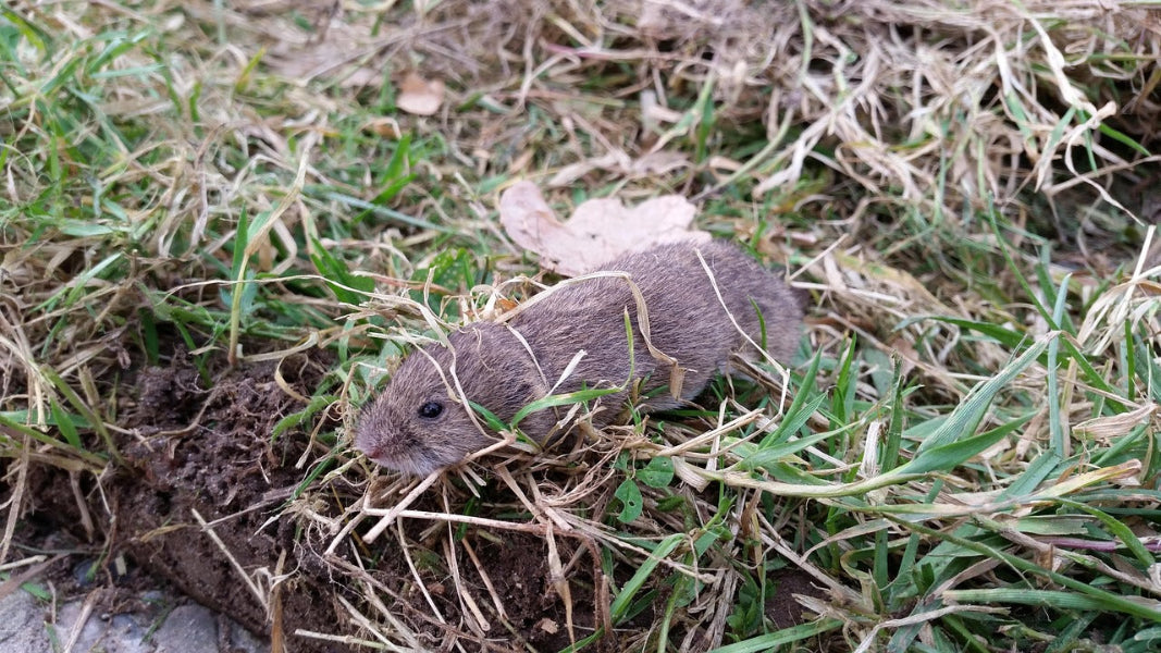 Wühlmaus bekämpfen im Garten - Natürlich vertreiben ohne Fallen & Gift! - Wühlmausscheuche kaufen