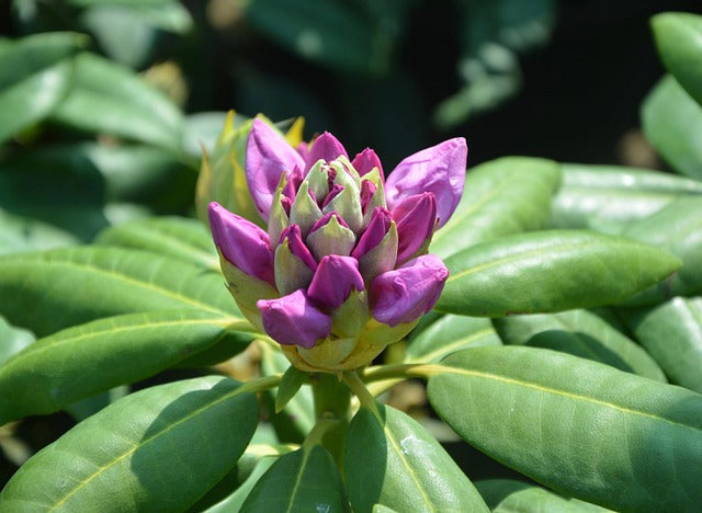 Rhododendronknospe