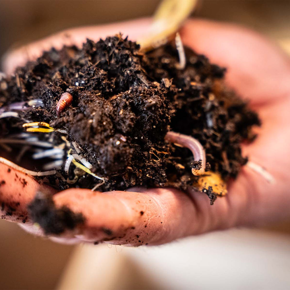 Natürlich düngen – warum gesunde Böden die besten Ernten bringen 🌱