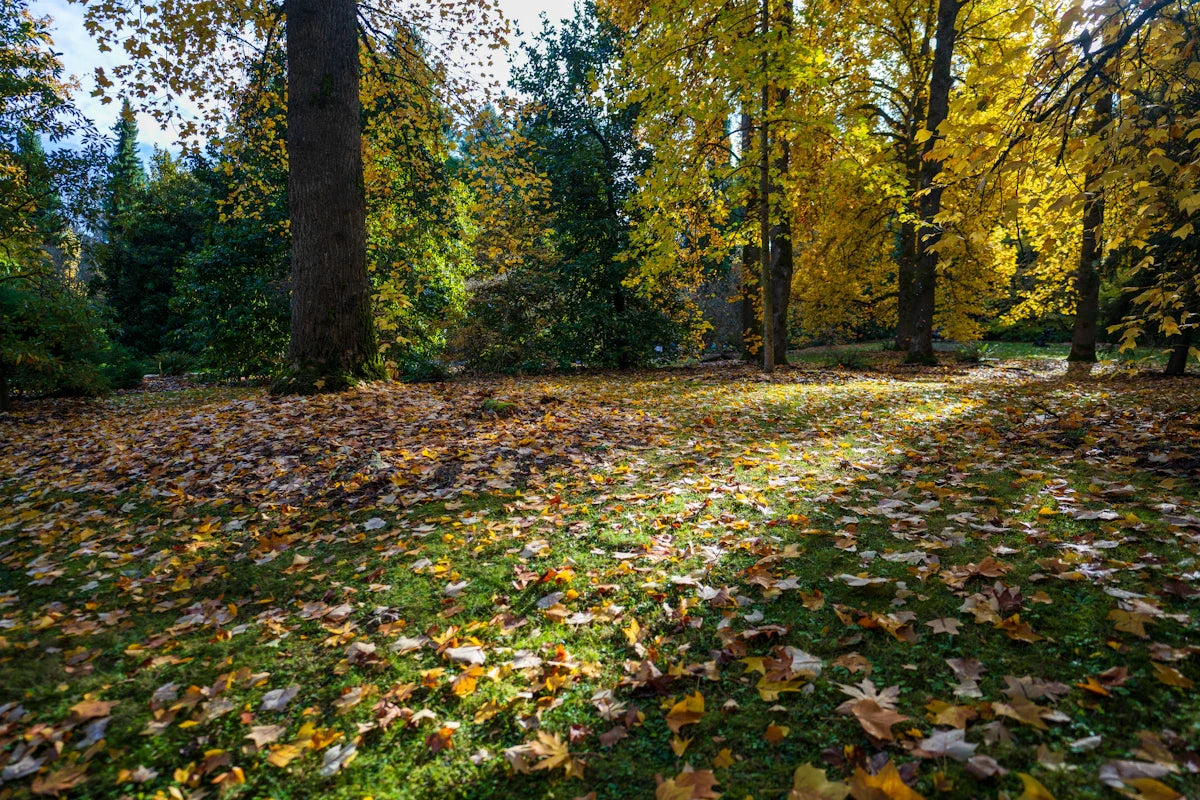 Rasen im Herbst mit buntem Laub, im Hintergrund Laubbäume mit gelber Herbstfärbung