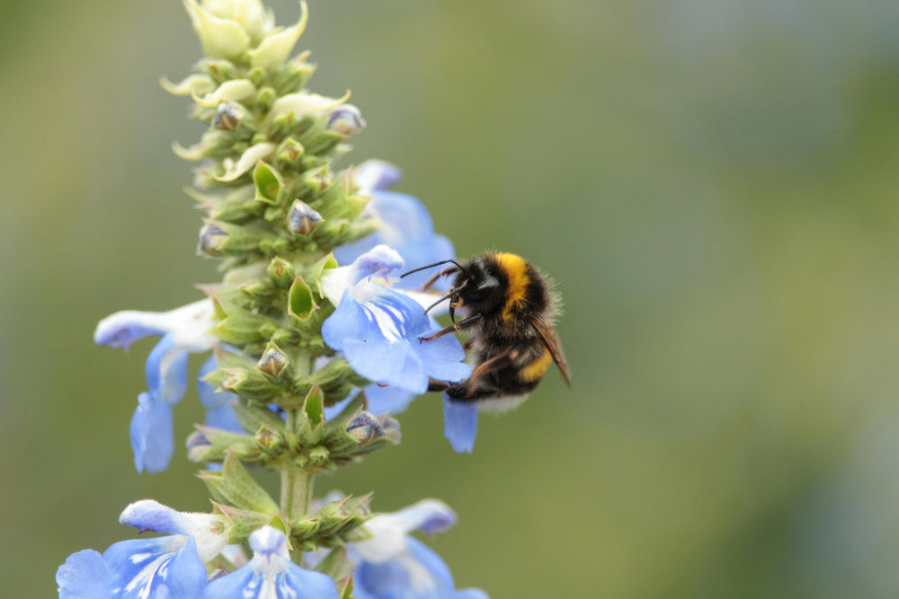 So hilfst Du Wildbienen wirklich