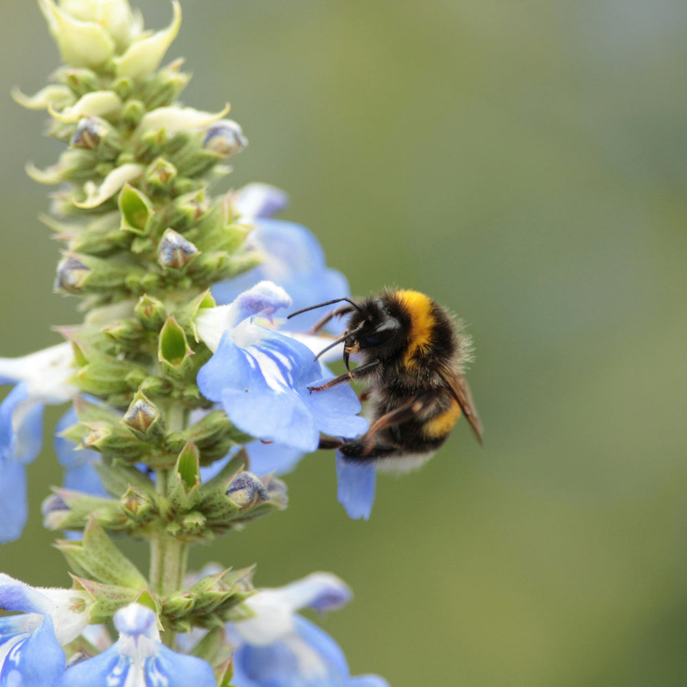 So hilfst Du Wildbienen wirklich