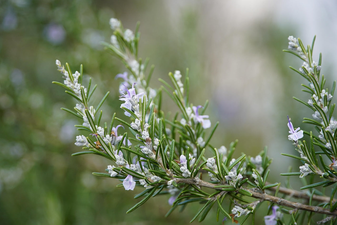 EXKURS: Rosmarin im Garten