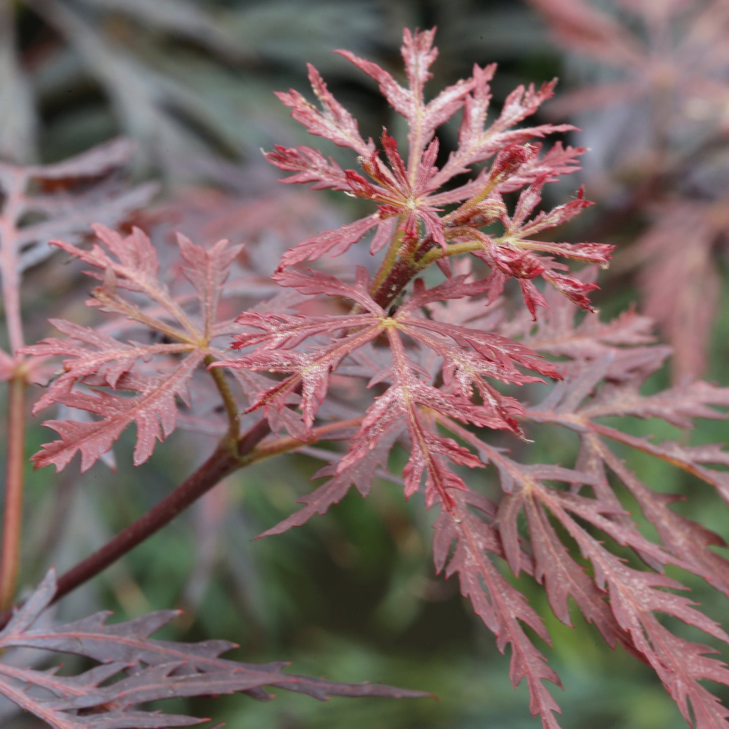 
                  
                    Fächerahron 'Dissectum Tamukeyama'
                  
                