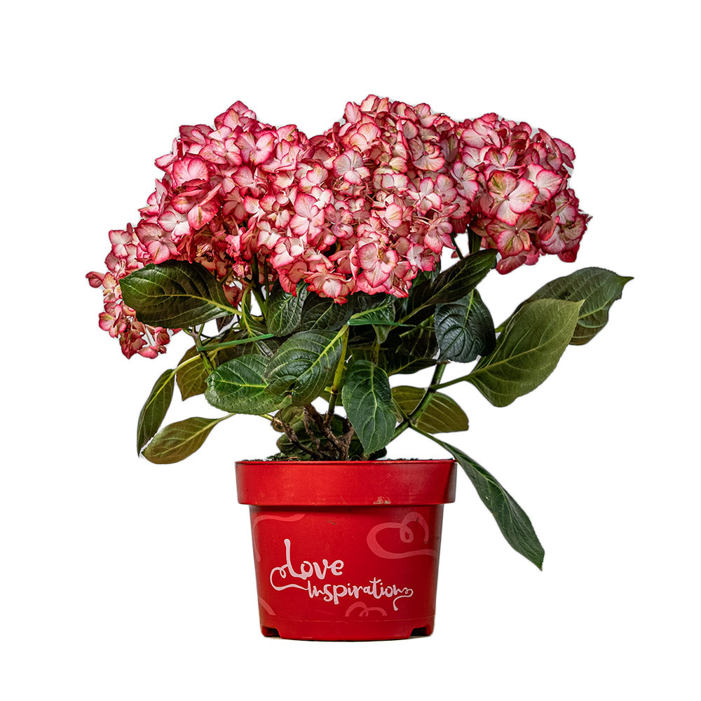 Bauernhortensie 'Love Inspiration' - Hydrangea Macrophylla