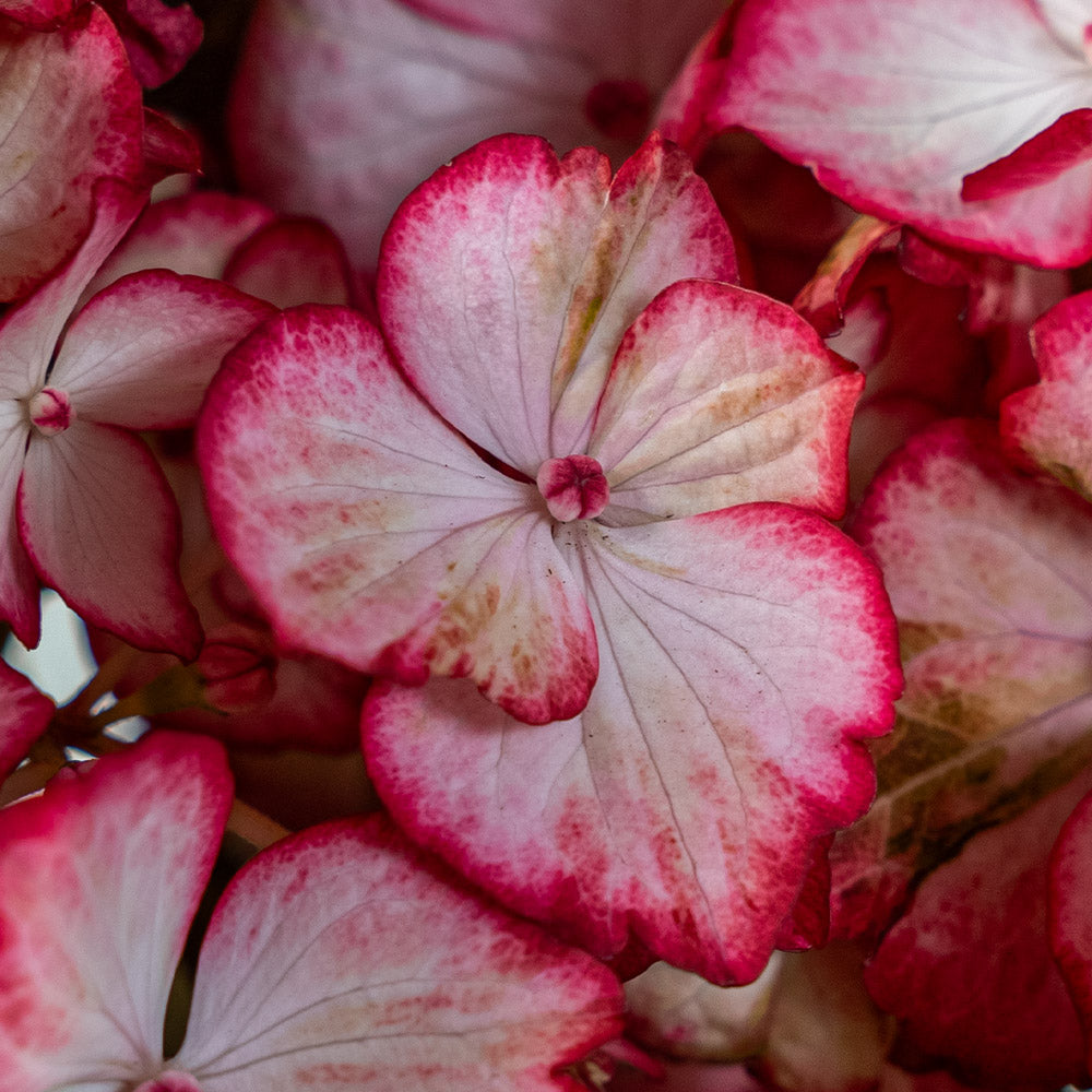 
                  
                    Bauernhortensie 'Love Inspiration' - Hydrangea Macrophylla
                  
                