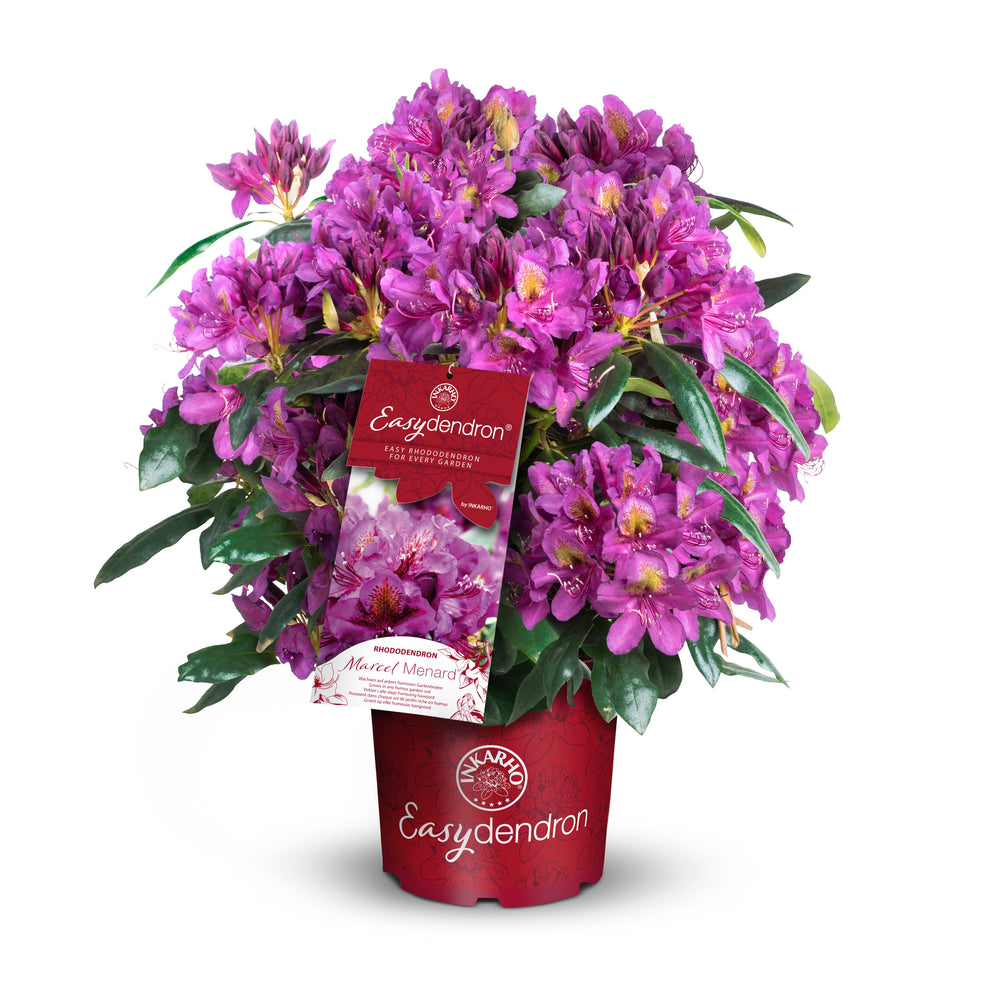 Rhododendron hybrida 'Marcel Menard' - violett
