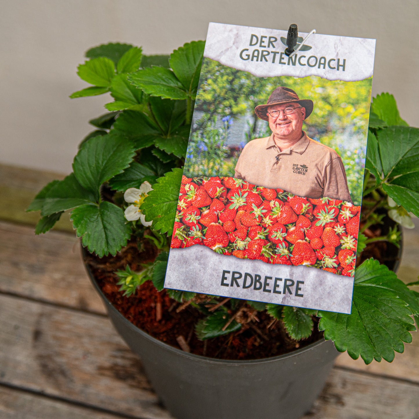 Erdbeere "Der Gartencoach" - Fragaria ananassa im 4,6-Liter-Topf