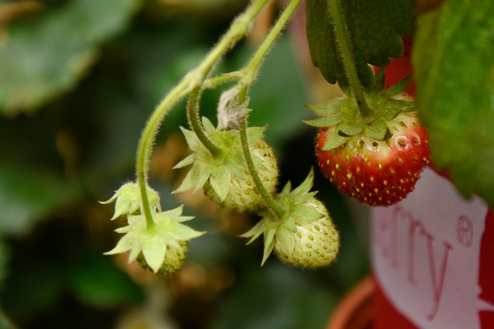 
                  
                    4-Monats-Erdbeere 'Lucky Berry'®
                  
                