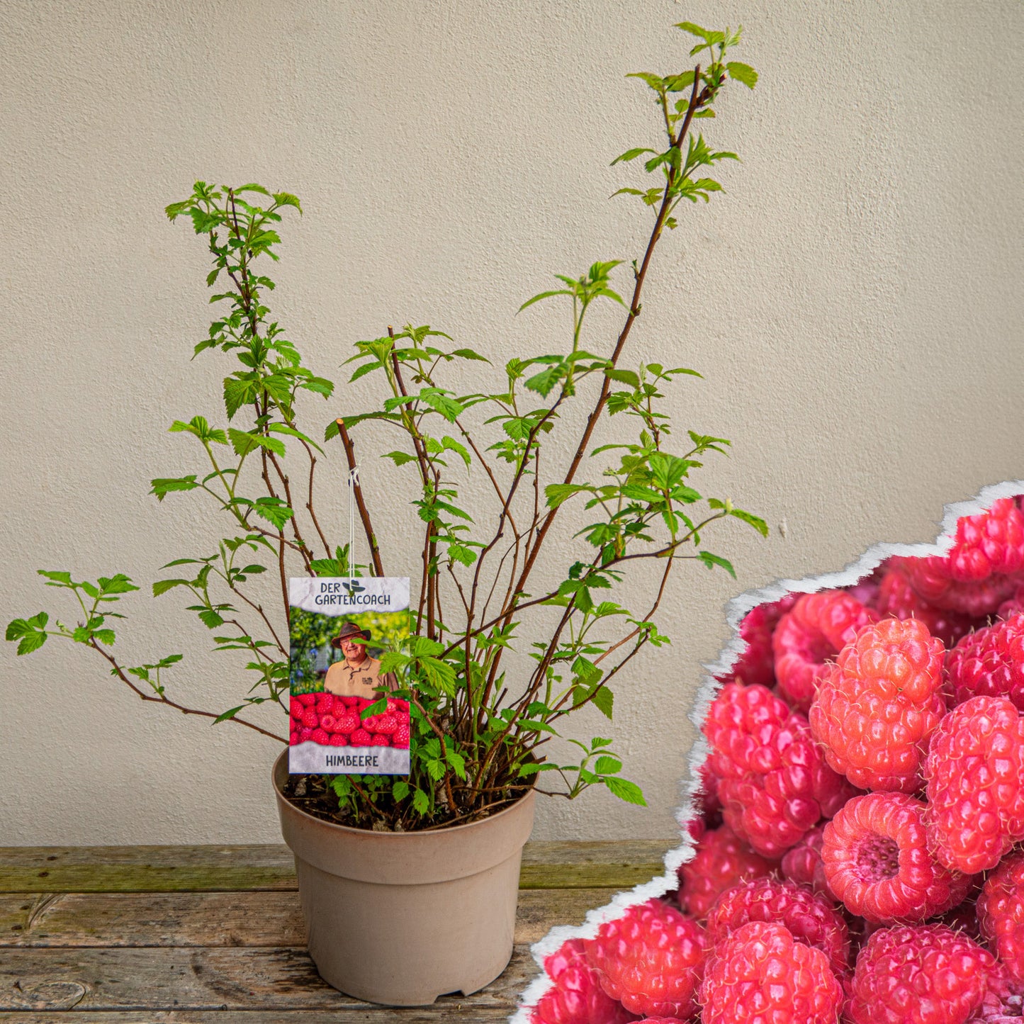 Himbeere "Der Gartencoach" - Rubus idaeus `Willamette' im 5-Liter-Topf