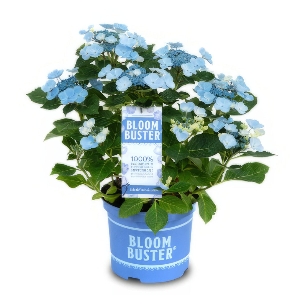 
                  
                    Gartencoach Pflanzen-Set "blau weiße Blüher" - Schmetterlingsflieder, Hortensie & Hibiskus
                  
                
