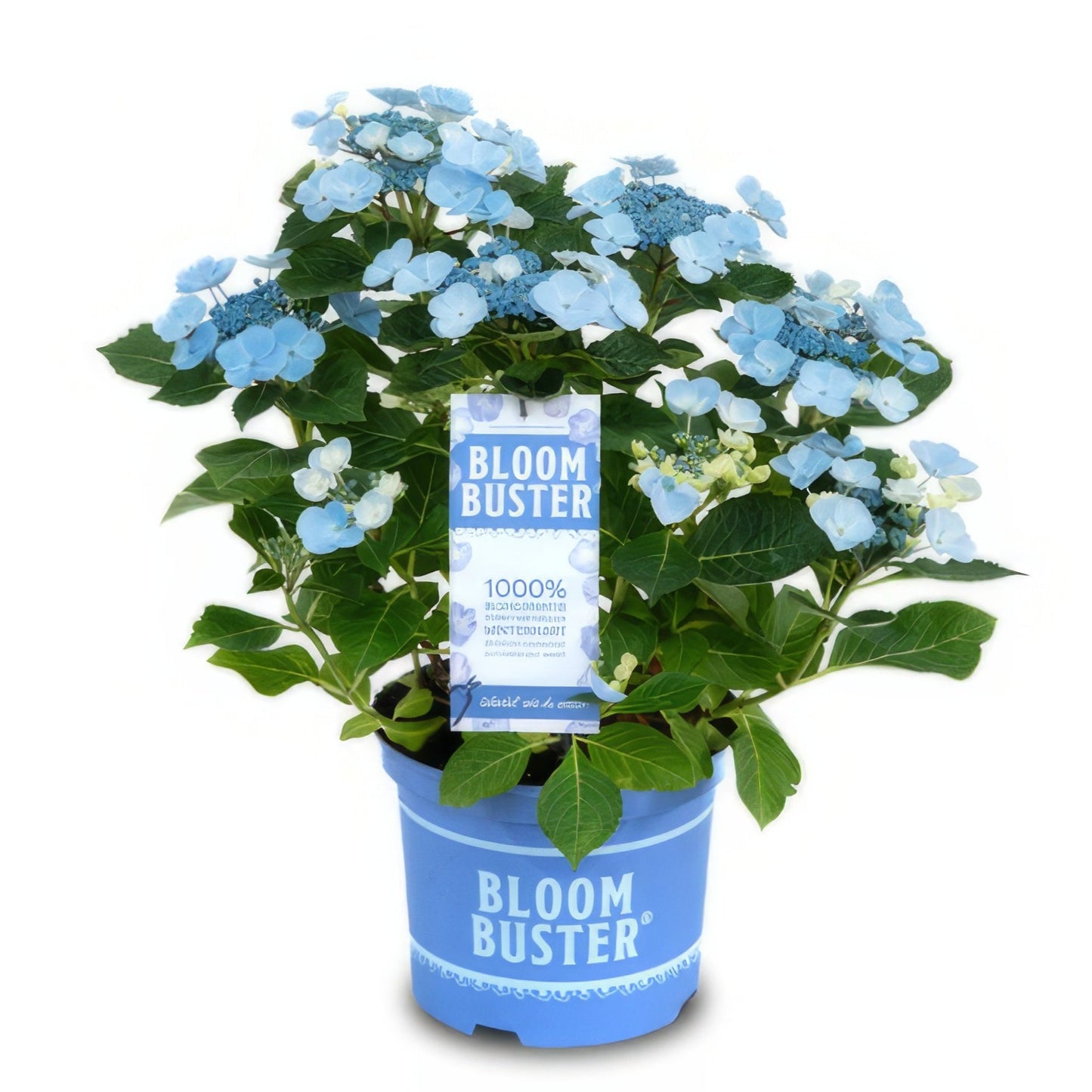 
                  
                    Gartencoach Pflanzen-Set "blau weiße Blüher" - Schmetterlingsflieder, Hortensie & Hibiskus
                  
                