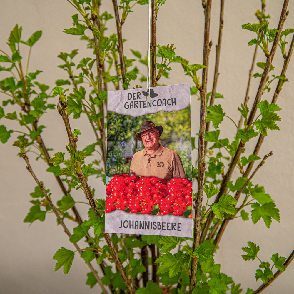 
                  
                    Johannisbeere "Der Gartencoach" - Ribes rubrum Stanza im 5-Liter-Topf
                  
                