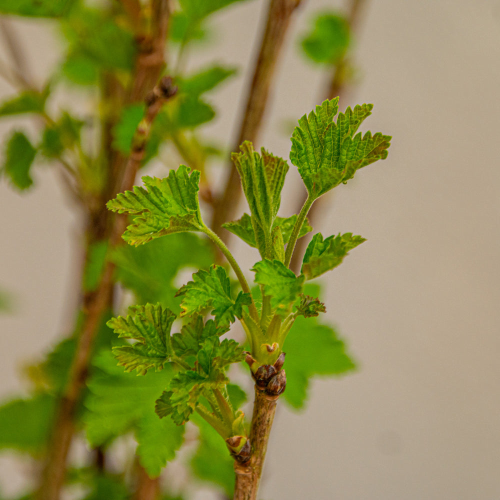 
                  
                    Johannisbeere "Der Gartencoach" - Ribes rubrum Stanza im 5-Liter-Topf
                  
                