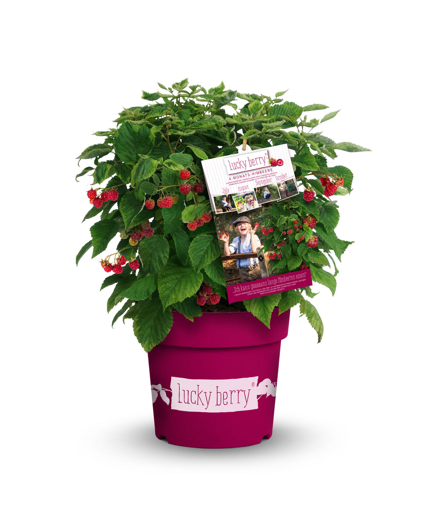 4-Monats-Himbeere 'Lucky Berry'® - pink