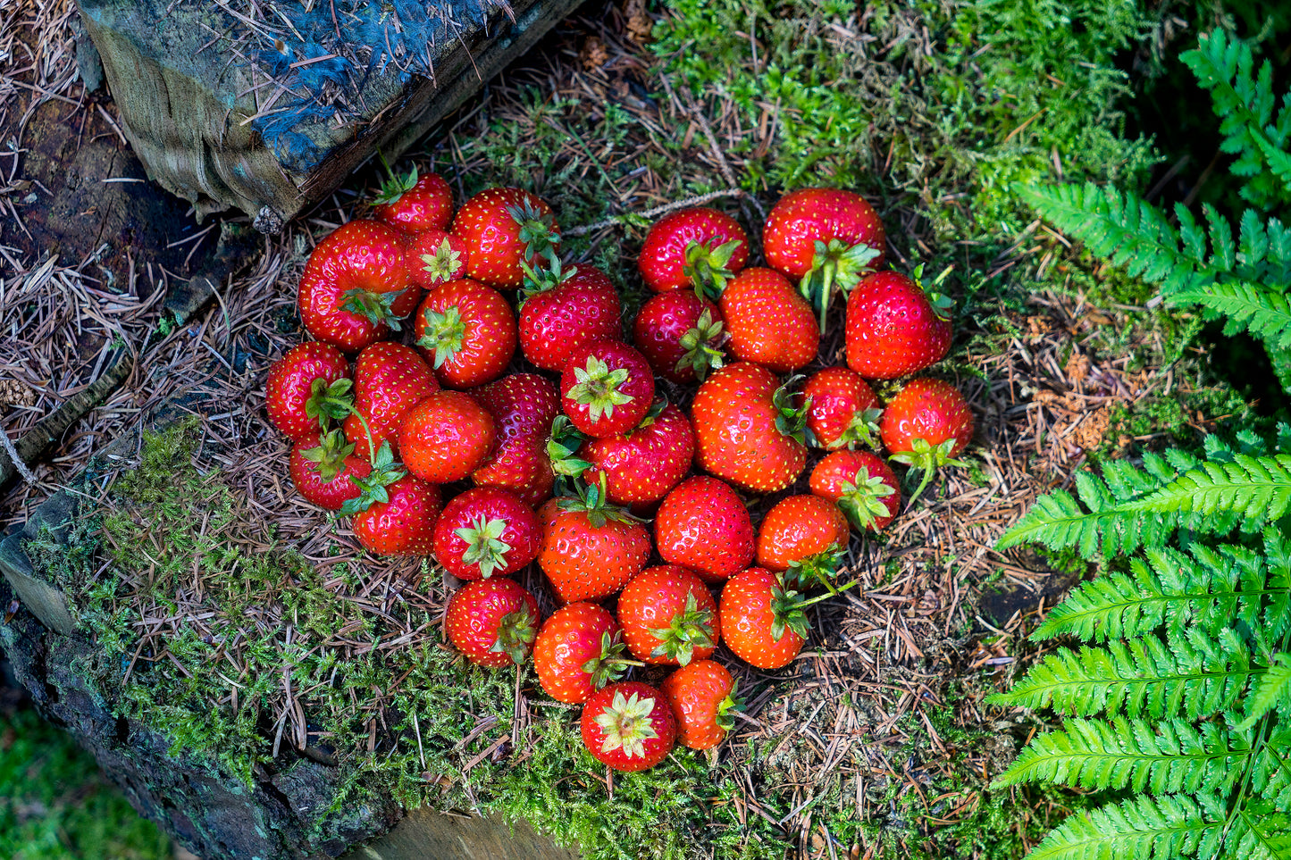 
                  
                    4-Monats-Erdbeere 'Lucky Berry'®
                  
                