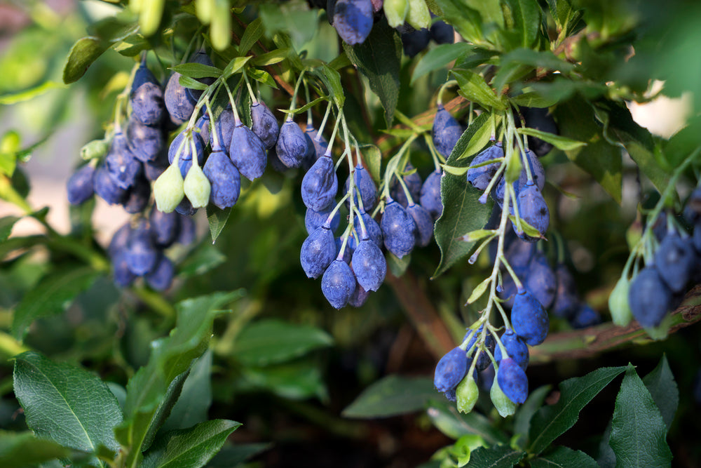 
                  
                    4-Monats-Heidelbeere 'Lucky Berry'® - blau
                  
                