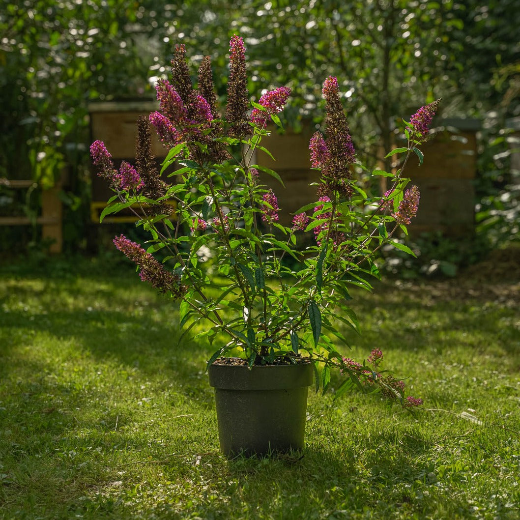
                  
                    Gartencoach Pflanzen-Set "rosaroter Traum" - Hortensie, Fächerahorn und Schmetterlingsflieder
                  
                