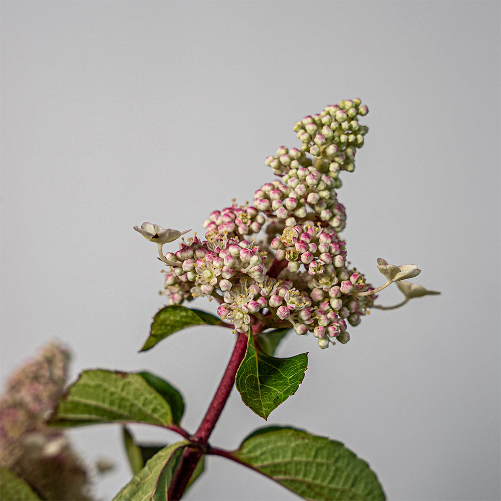 
                  
                    Rispenhortensie 'Living Infinity'® - Hydrangea Paniculata
                  
                