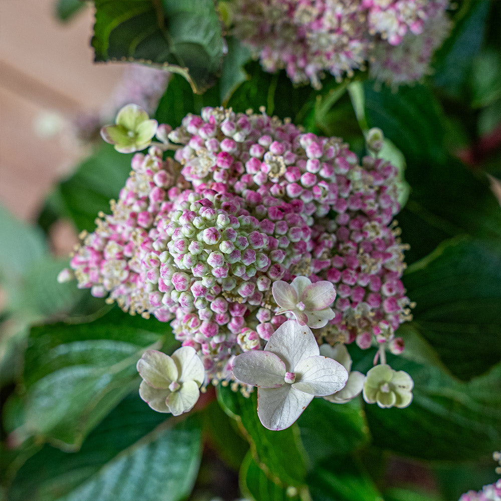 
                  
                    Rispenhortensie 'Living Infinity'® - Hydrangea Paniculata
                  
                