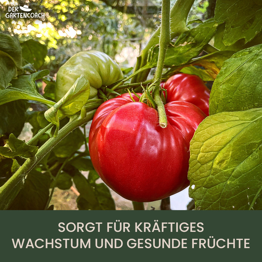 
                  
                    Bio Tomatendünger 2,5kg (NPK 6-3-6)
                  
                
