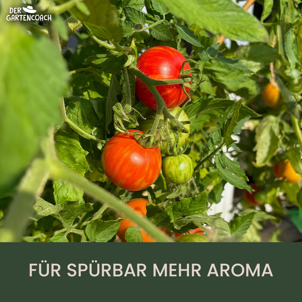 
                  
                    Bio Tomatendünger 2,5kg (NPK 6-3-6)
                  
                