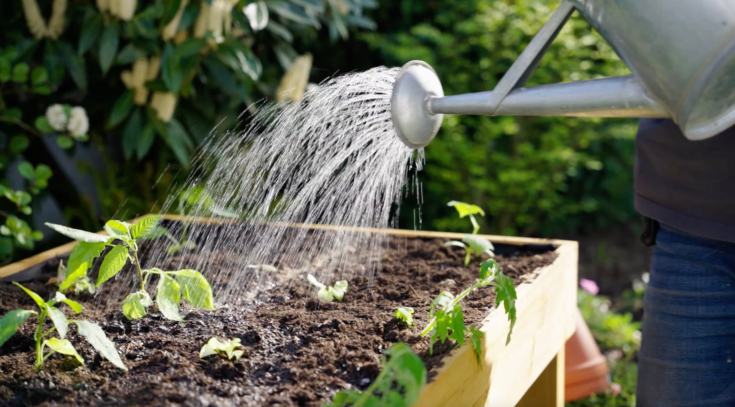 Gießen mit der Gießkanne im Garten